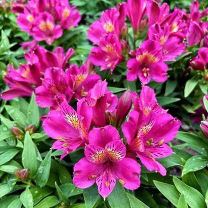 Alstroemeria 'Inca Goal'