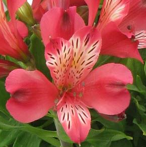 Alstroemeria 'Inca Lolly'