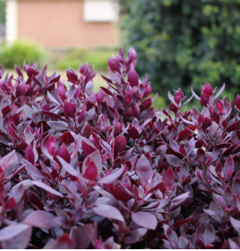 Alternanthera dentata (LRU30)  LITTLE RUBY™