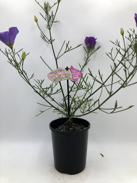 Alyogyne Aussie Purple™