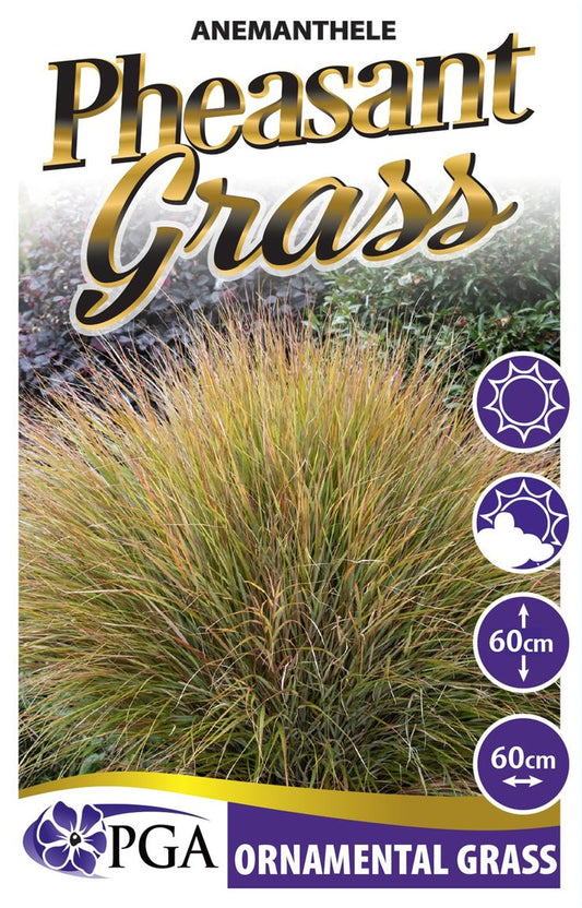 Anemanthele ‘Pheasant Grass’