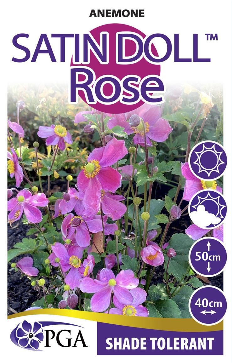 Anemone Satin Doll™ ‘Rose’ – The Plant Broker