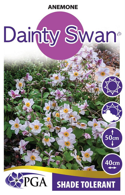 Anemone ‘Dainty Swan’