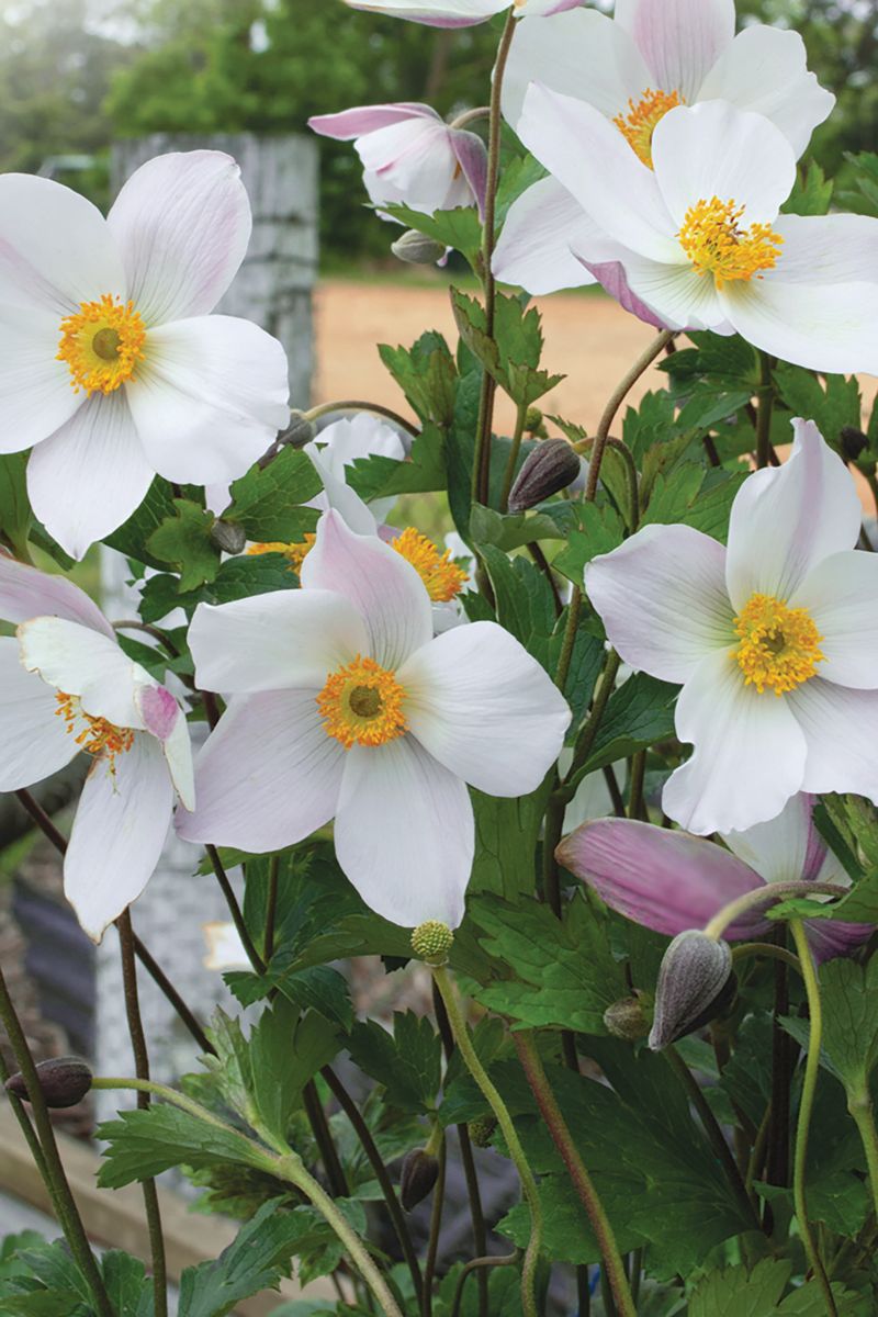 Anemone ‘Dainty Swan’
