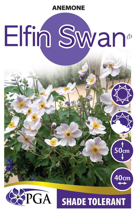 Anemone ‘Elfin Swan’