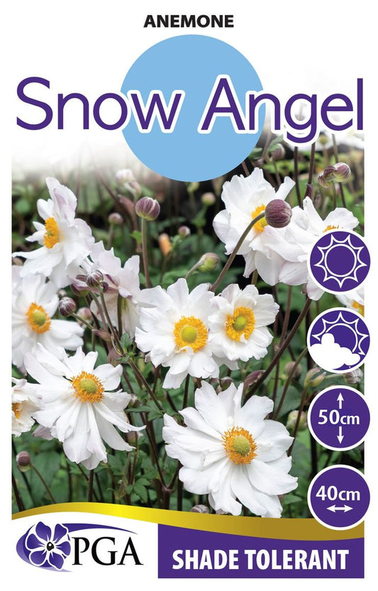 Anemone ‘Snow Angel’