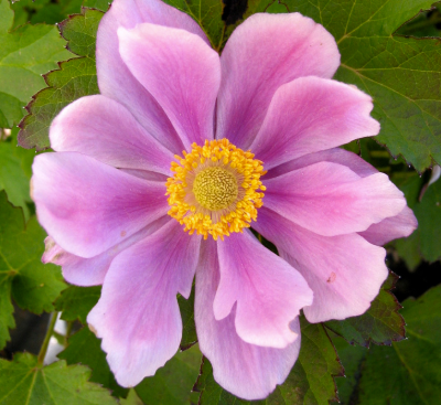 Anemone x. hybrida Double Pink