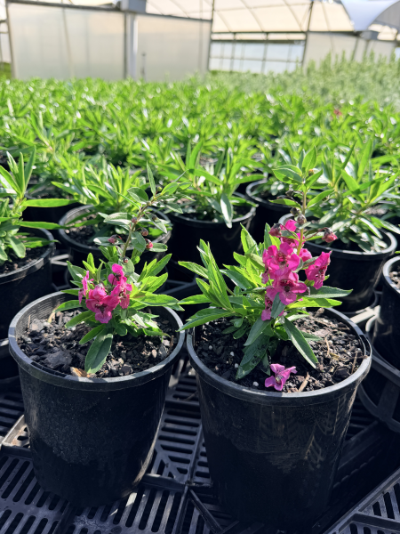 Angelonia Archangel Dark Rose