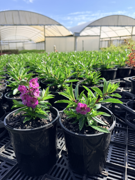 Angelonia Archangel Pink