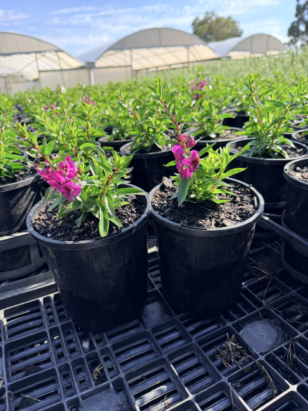 Angelonia Archangel Raspberry