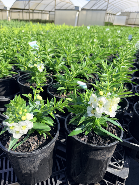 Angelonia Archangel White