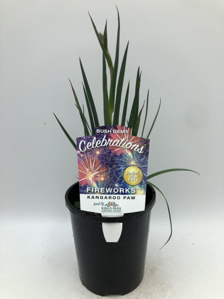 Anigozanthos Bush Celebrations  Fireworks