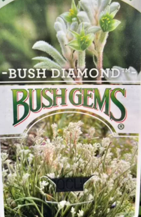 Anigozanthos Bush Diamond