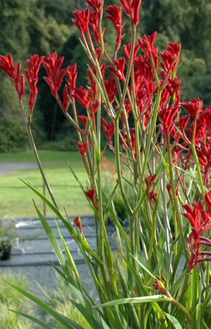 Anigozanthos Bush Fury