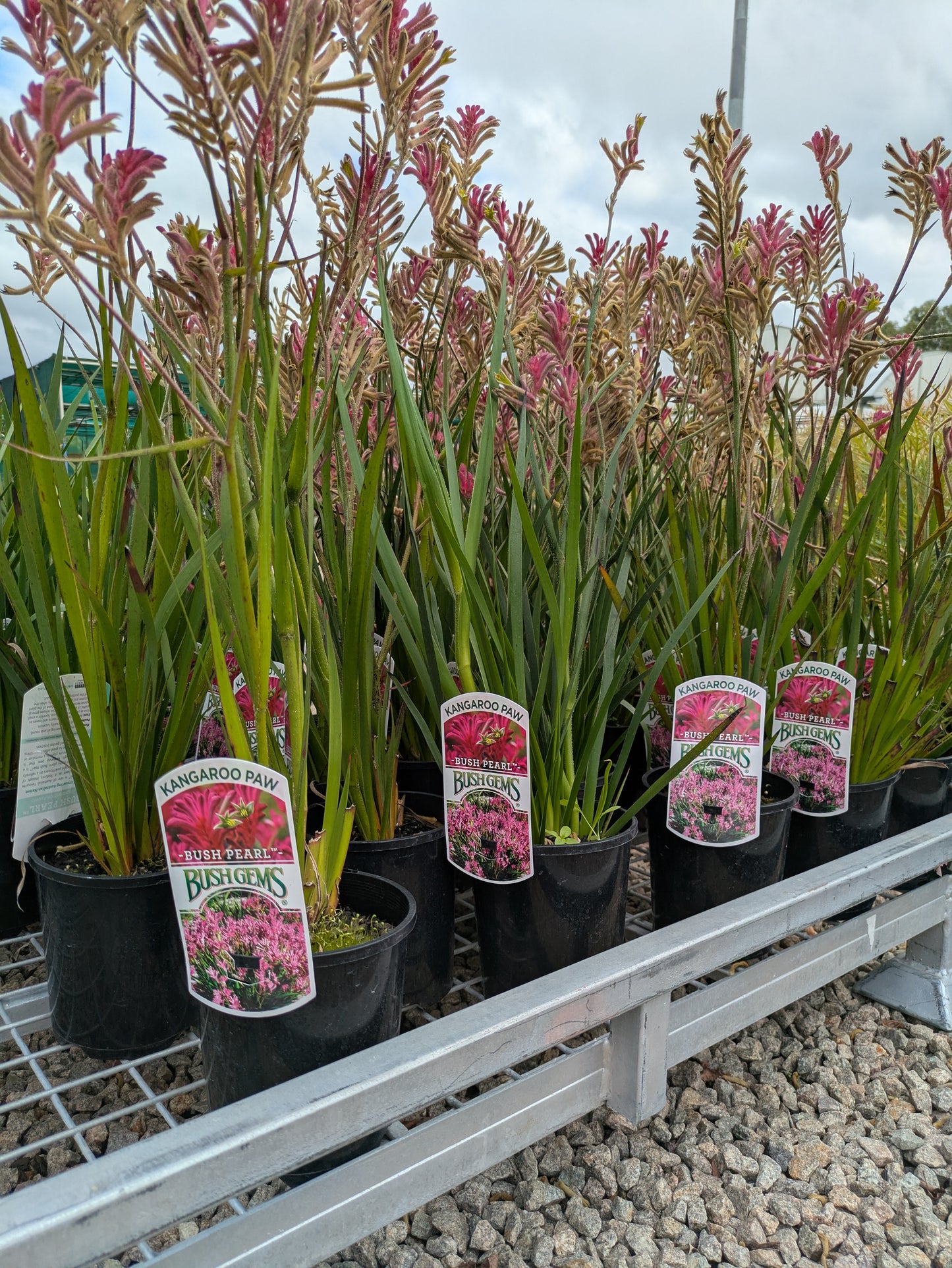 Anigozanthos Bush Pearl