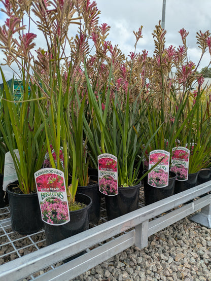 Anigozanthos Bush Pearl