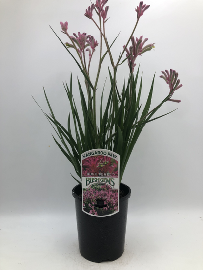 Anigozanthos Bush Pearl