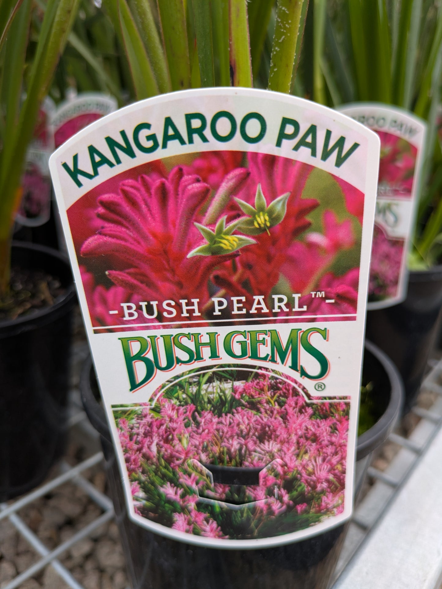 Anigozanthos Bush Pearl