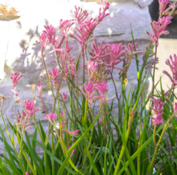Anigozanthos Bush Pearl