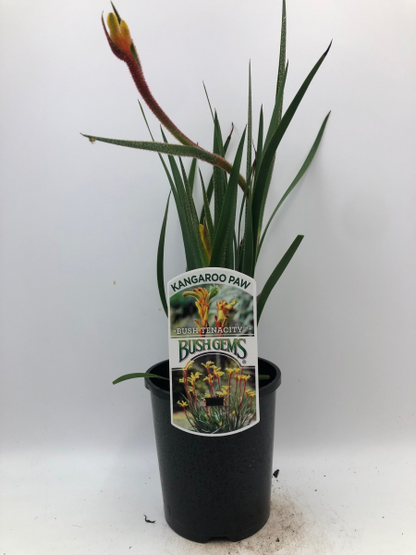 Anigozanthos Bush Tenacity