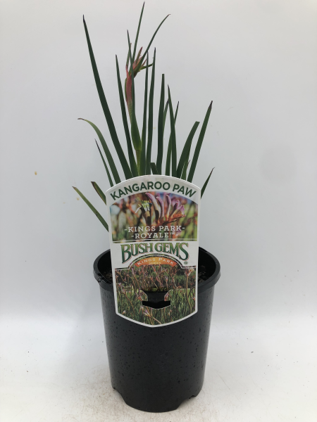 Anigozanthos Kings Park Royal