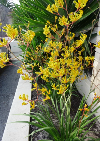 Anigozanthos Yellow Gem