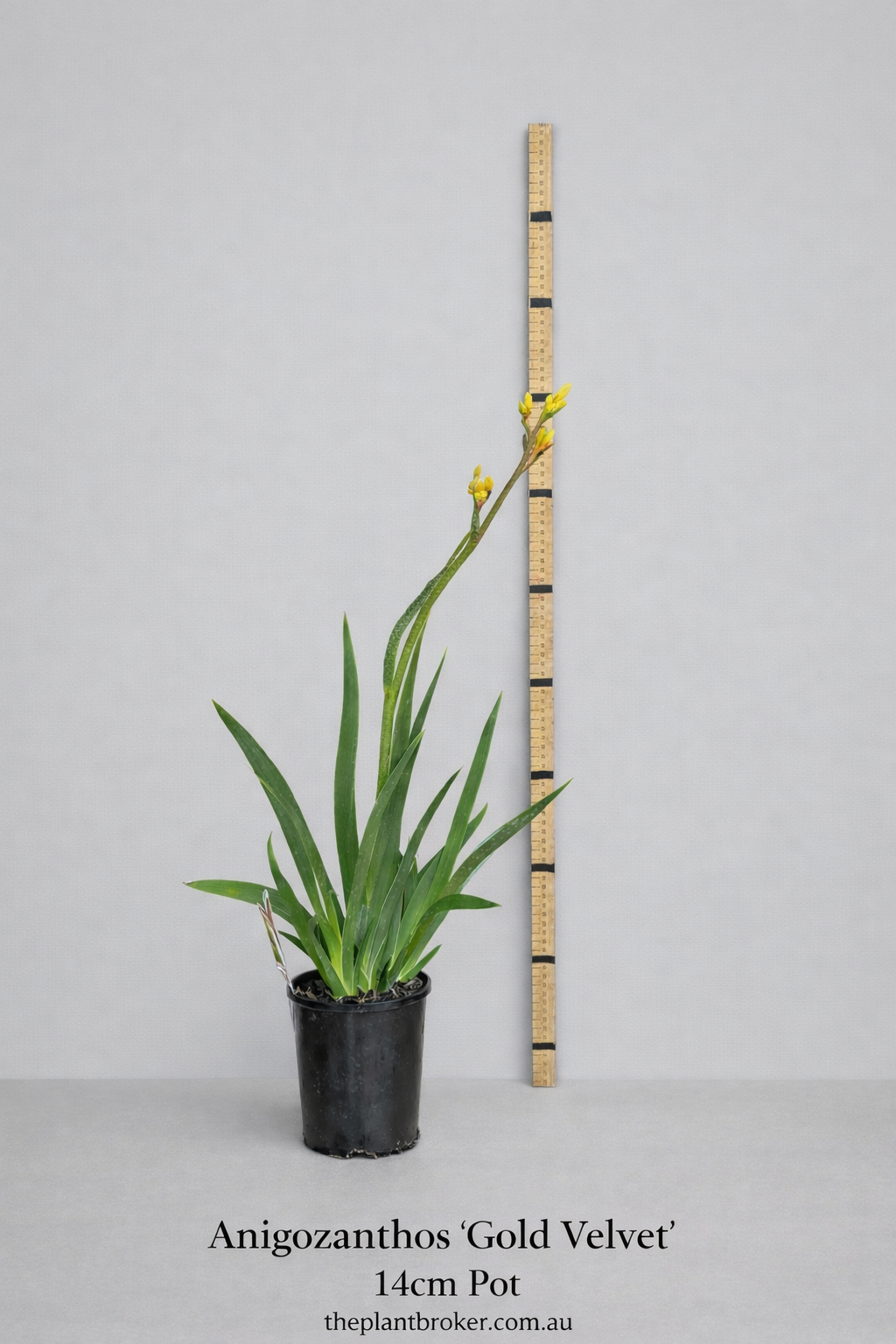 Anigozanthos hybrid Gold Velvet