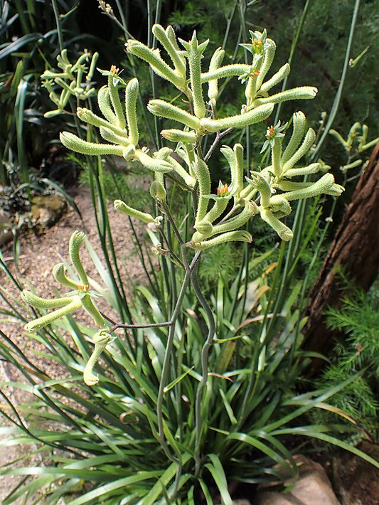 Anigozanthos flavidus Green Form