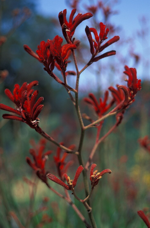 Anigozanthos flavidus Red