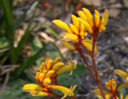 Anigozanthos hybrid Gold Velvet