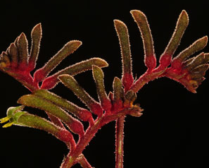 Anigozanthos hybrid Regal Velvet