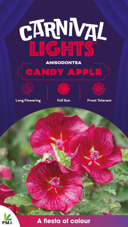 Anisodontea CARNIVAL LIGHTS™ ‘Candy Apple’