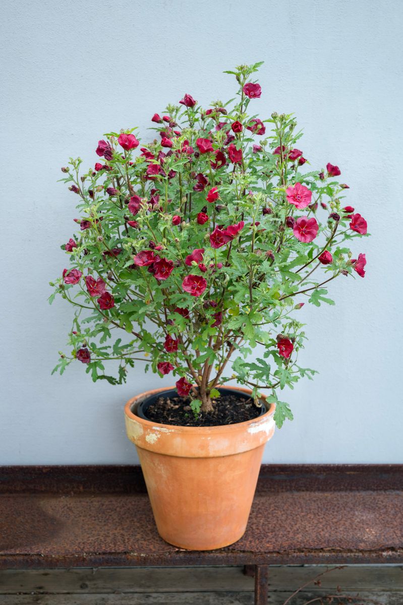 Anisodontea CARNIVAL LIGHTS™ ‘Candy Apple’