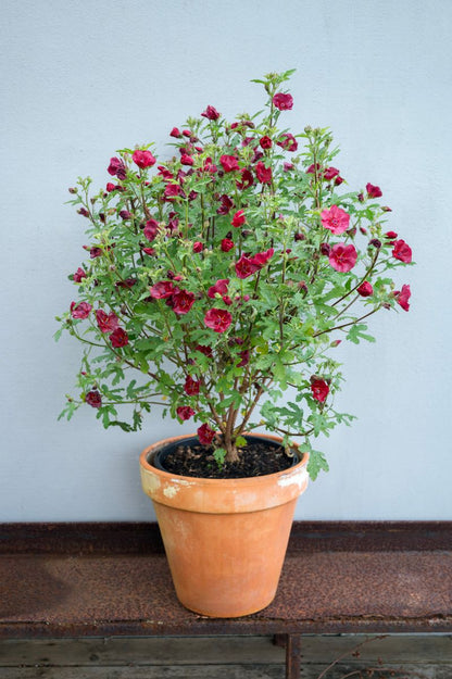Anisodontea CARNIVAL LIGHTS™ ‘Candy Apple’