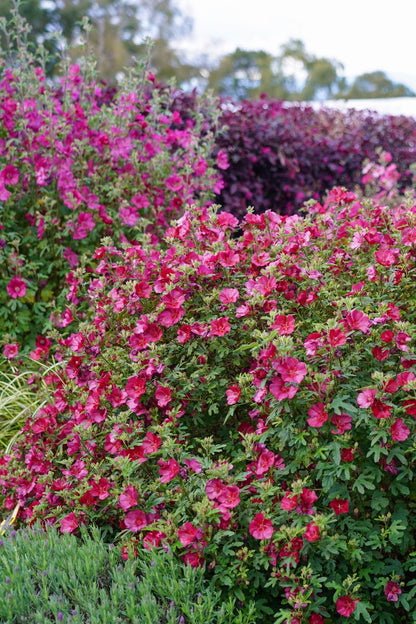 Anisodontea CARNIVAL LIGHTS™ ‘Candy Apple’