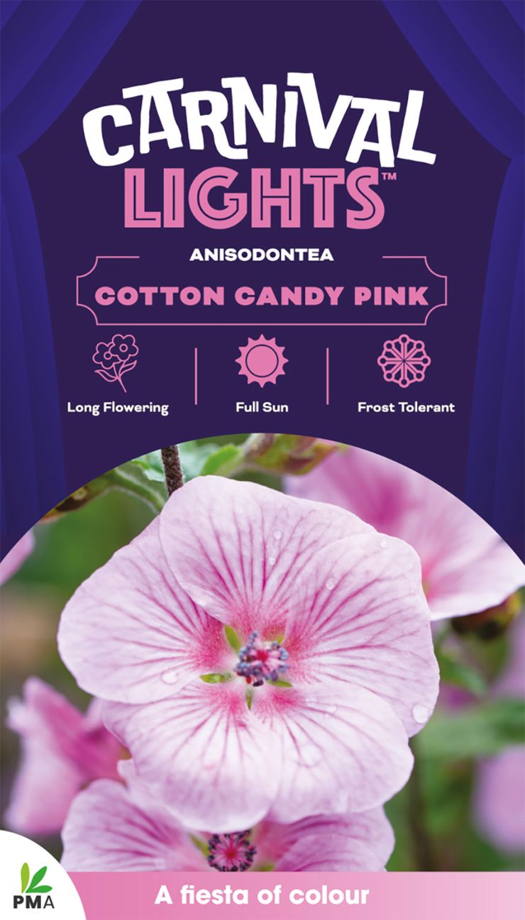 Anisodontea CARNIVAL LIGHTS™ ‘Cotton Candy Pink’