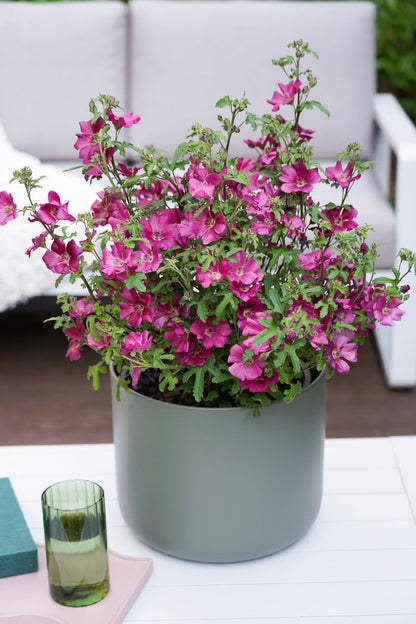 Anisodontea CARNIVAL LIGHTS™ ‘Whirlygig’