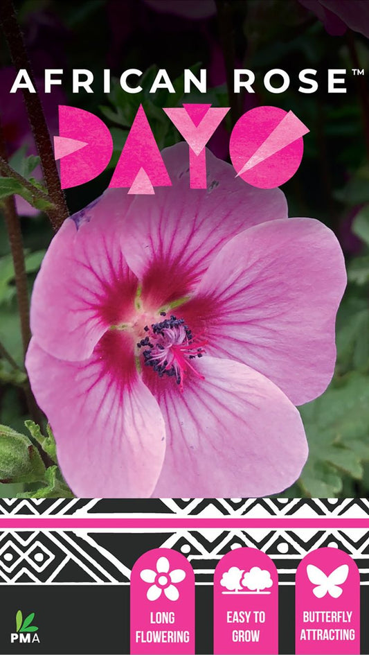 Anisodontea ‘AFRICAN ROSE™ Dayo’