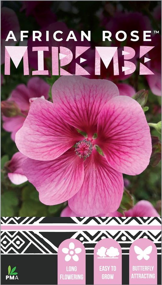 Anisodontea ‘AFRICAN ROSE™ Mirembe’
