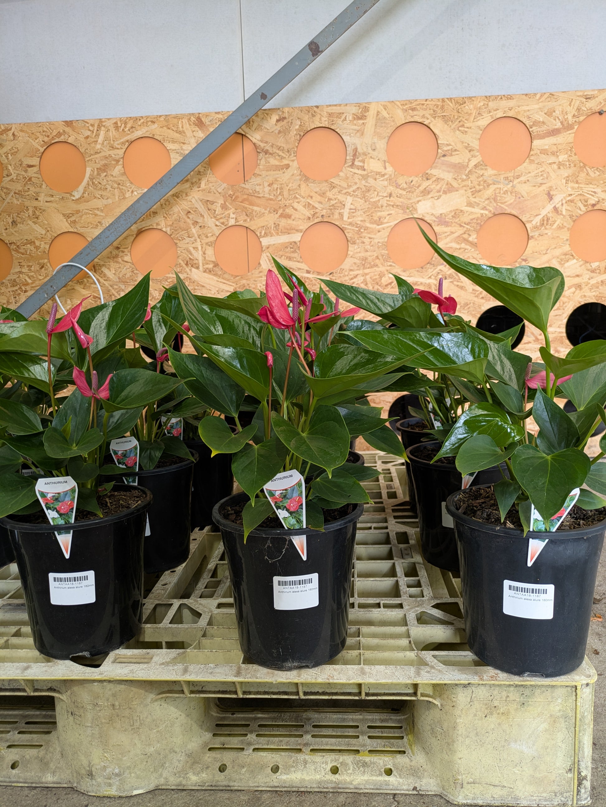 anthurium alero Anthurium 'Alexa Allure' – The Plant Broker