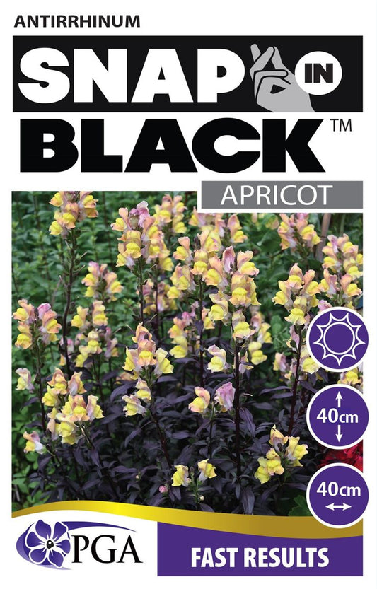Antirrhinum SNAP IN BLACK™ ‘Apricot’