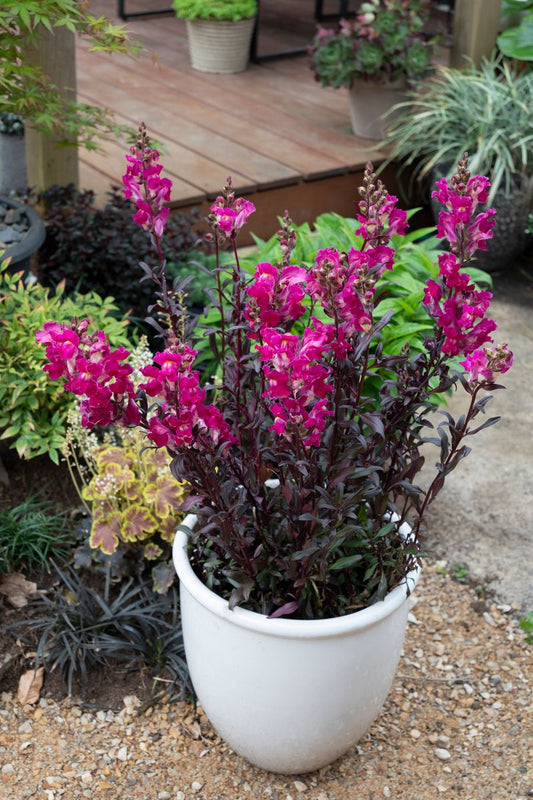 Antirrhinum  SNAP IN BLACK™ ‘Hot Pink’