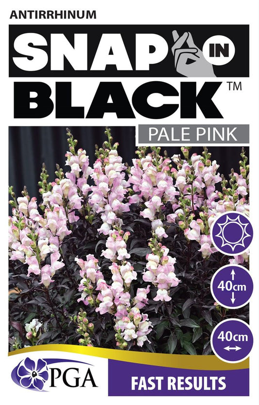 Antirrhinum SNAP IN BLACK™ 'Pale Pink’