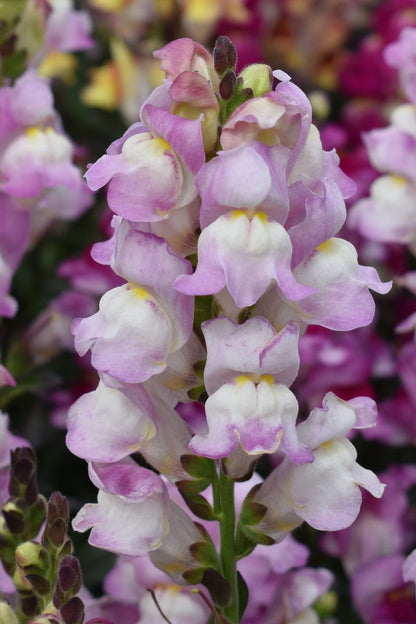 Antirrhinum SNAP IN BLACK™ 'Pale Pink’