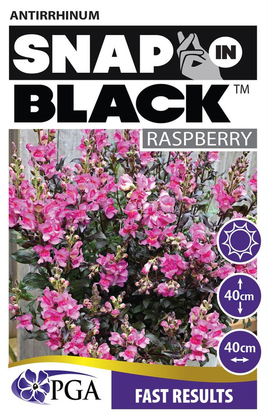 Antirrhinum SNAP IN BLACK™ ‘Raspberry’