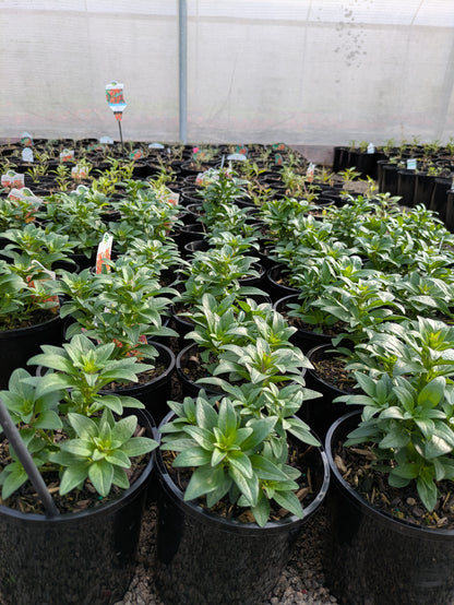 Antirrhinum copper apricot