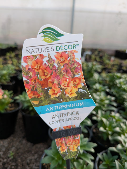 Antirrhinum copper apricot
