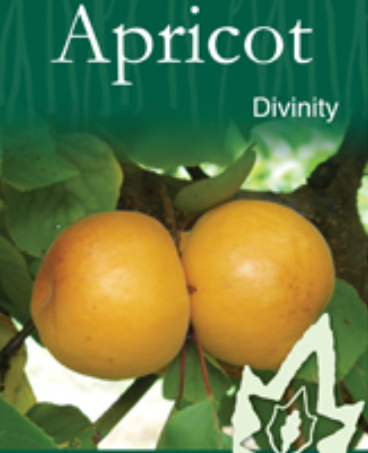Apricot - Divinity
