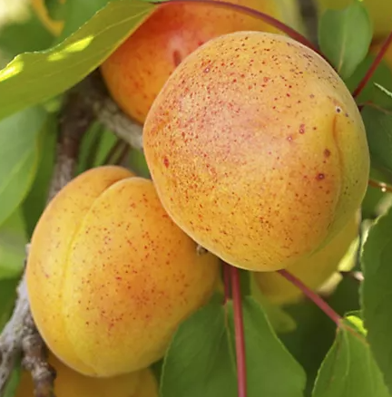 Apricot - Early Moorpark