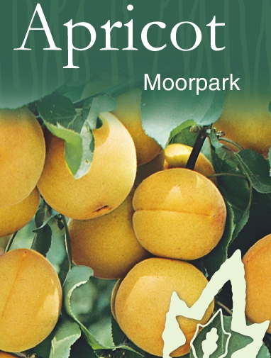 Apricot - Moorpark